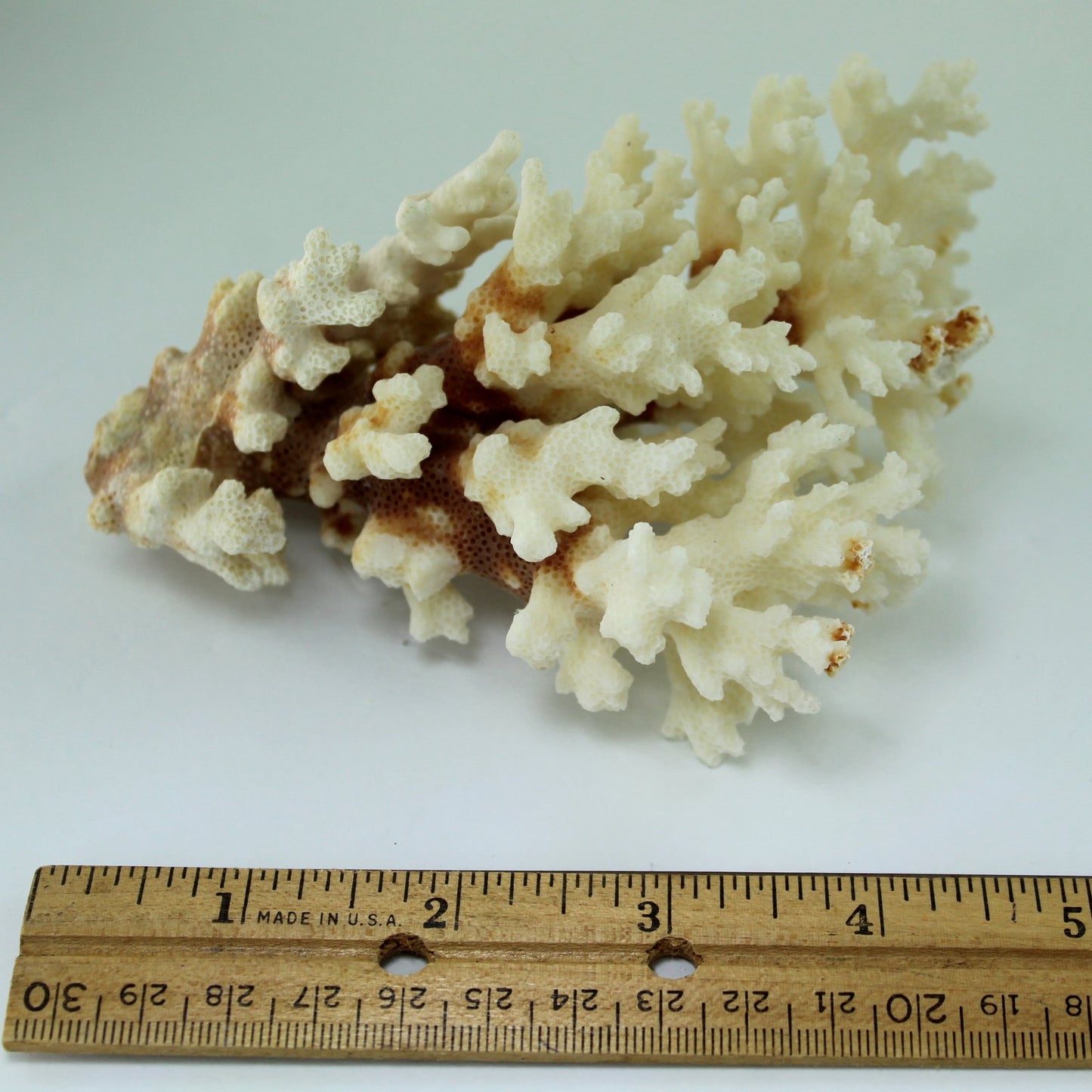 Seashells Natural Coral Branch White Deep Red Stem Aquarium Decor DIY 1960s