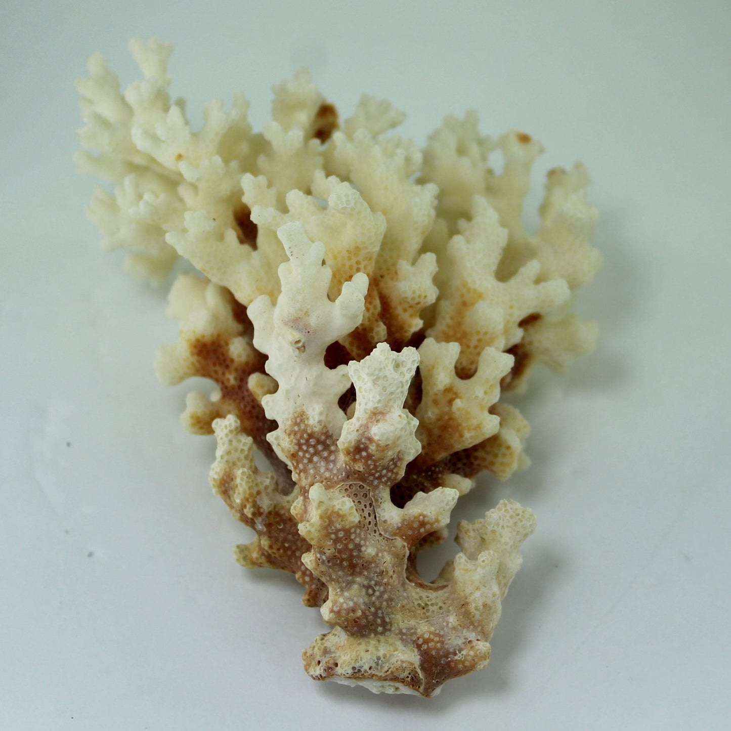Seashells Natural Coral Branch White Deep Red Stem Aquarium Decor DIY 1960s upright view