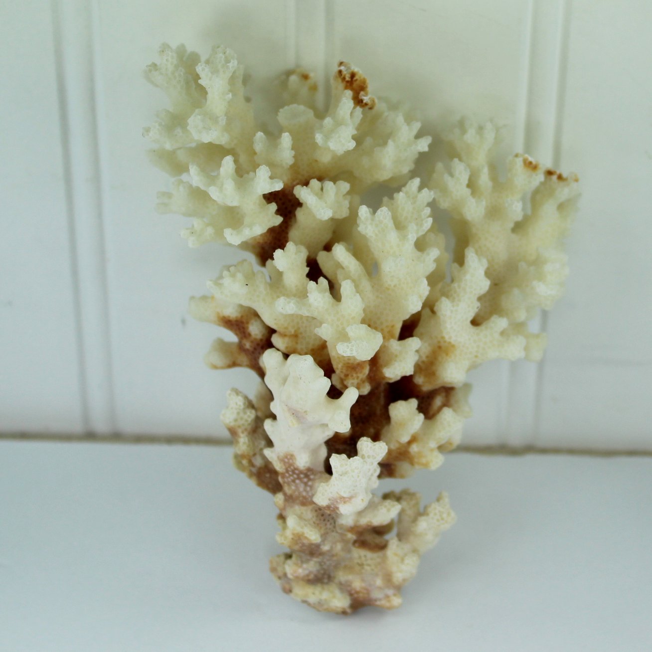 Seashells Natural Coral Branch White Deep Red Stem Aquarium Decor DIY 1960s standing view