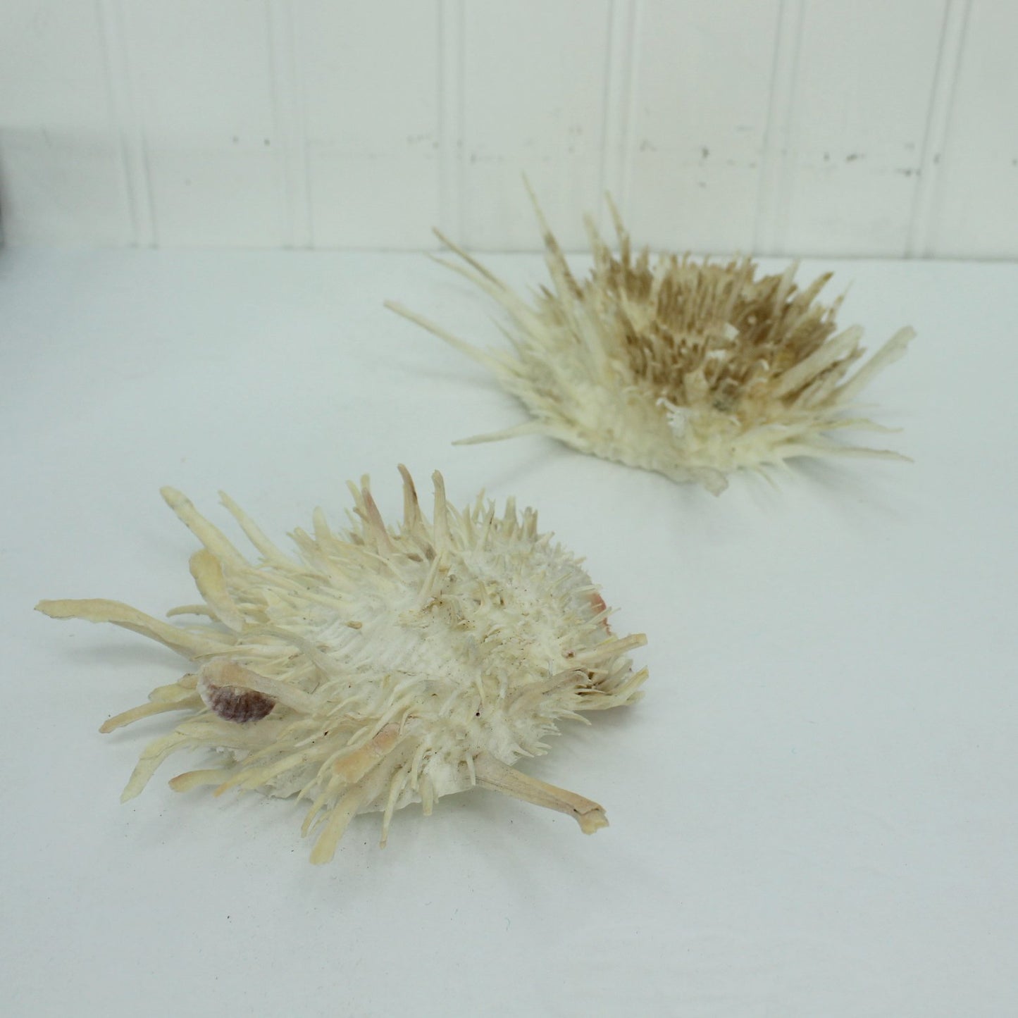 Florida Natural Shells 2 Large Spiny Jewels other view