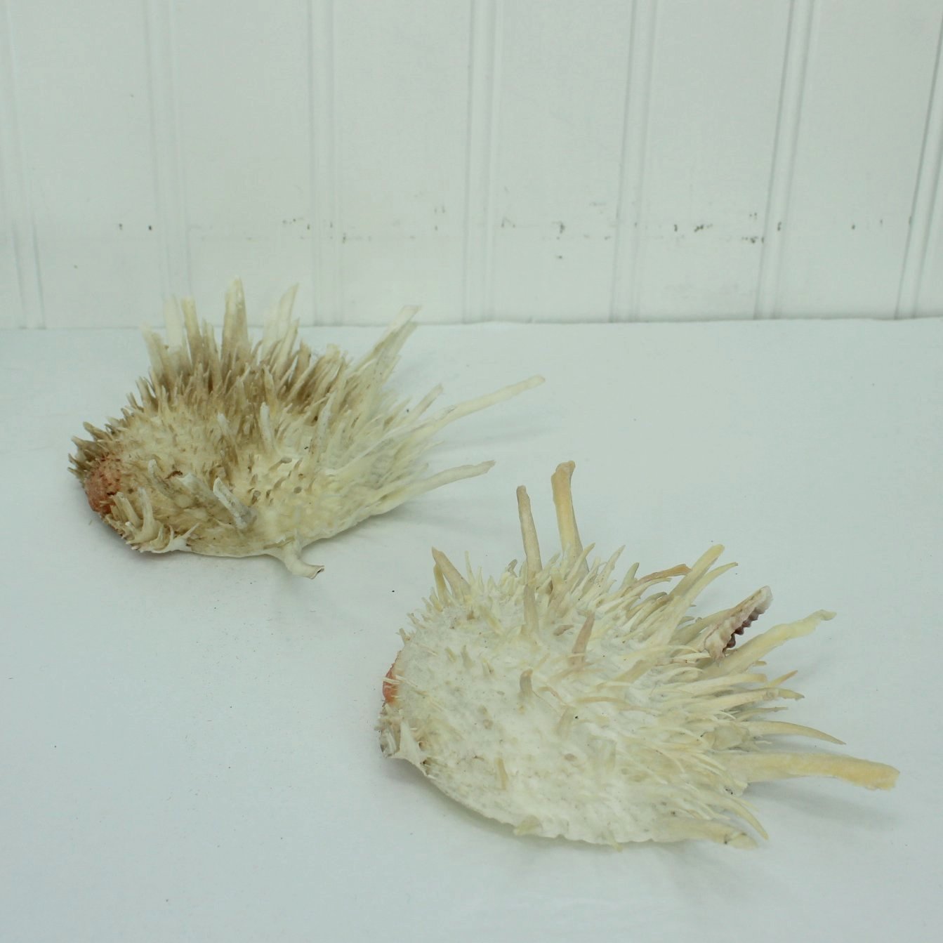 Florida Natural Shells 2 Large Spiny Jewels Box