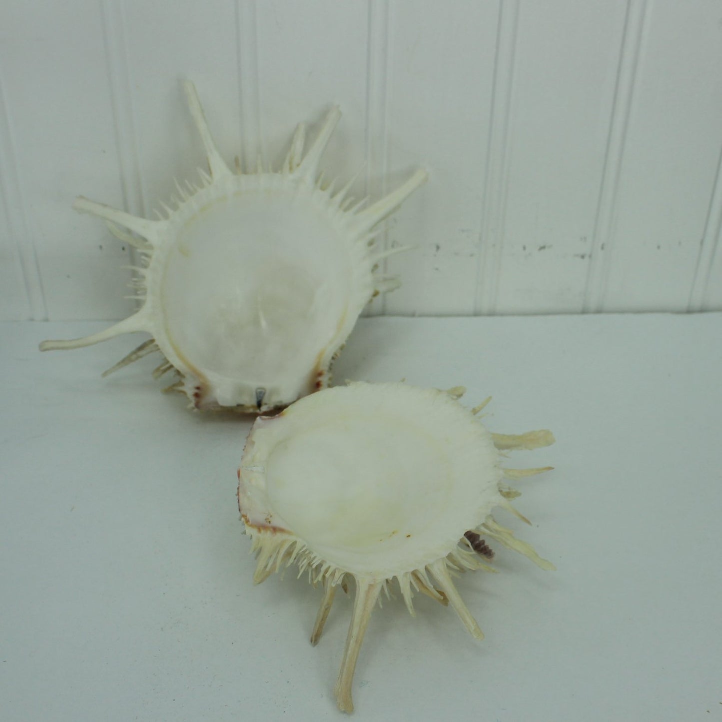 Florida Natural Shells 2 Large Spiny Jewels inside look