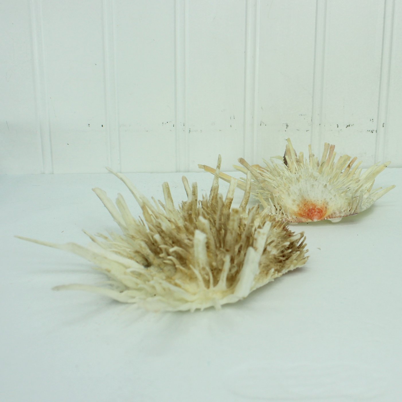 Florida Natural Shells 2 Large Spiny Jewels close spike view