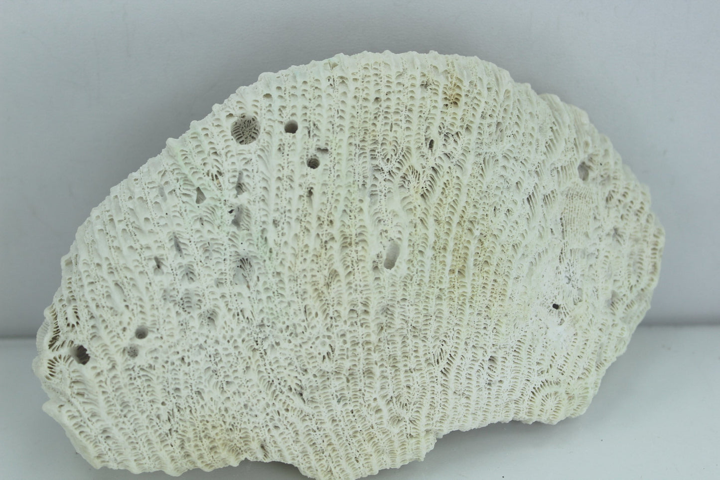 Natural Coral 6 1/2" Half Moon 1960s Estate Collection Aquarium Shell Art Collectibles sits flat