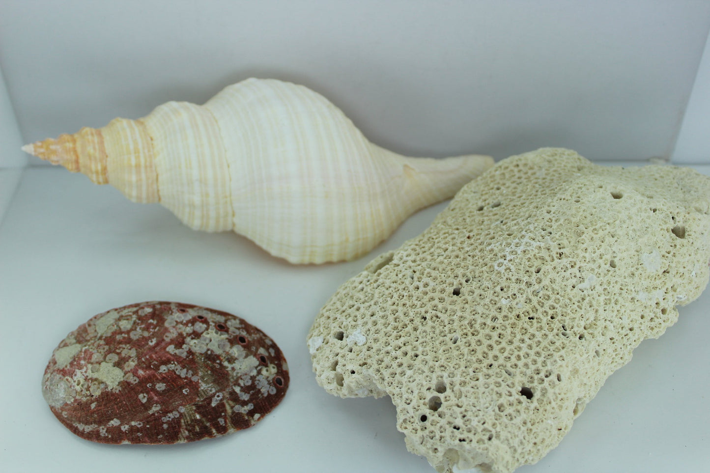 Florida Natural Shells Coral Horse Conch Red Abalone Vintage Estate Collection Shell Art mother pearl