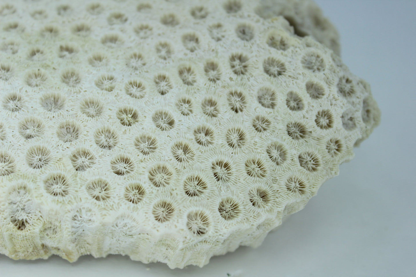 Natural Star Coral 8" Brick Shape 1960s Estate Collection Aquarium Shell Art Collectibles nice