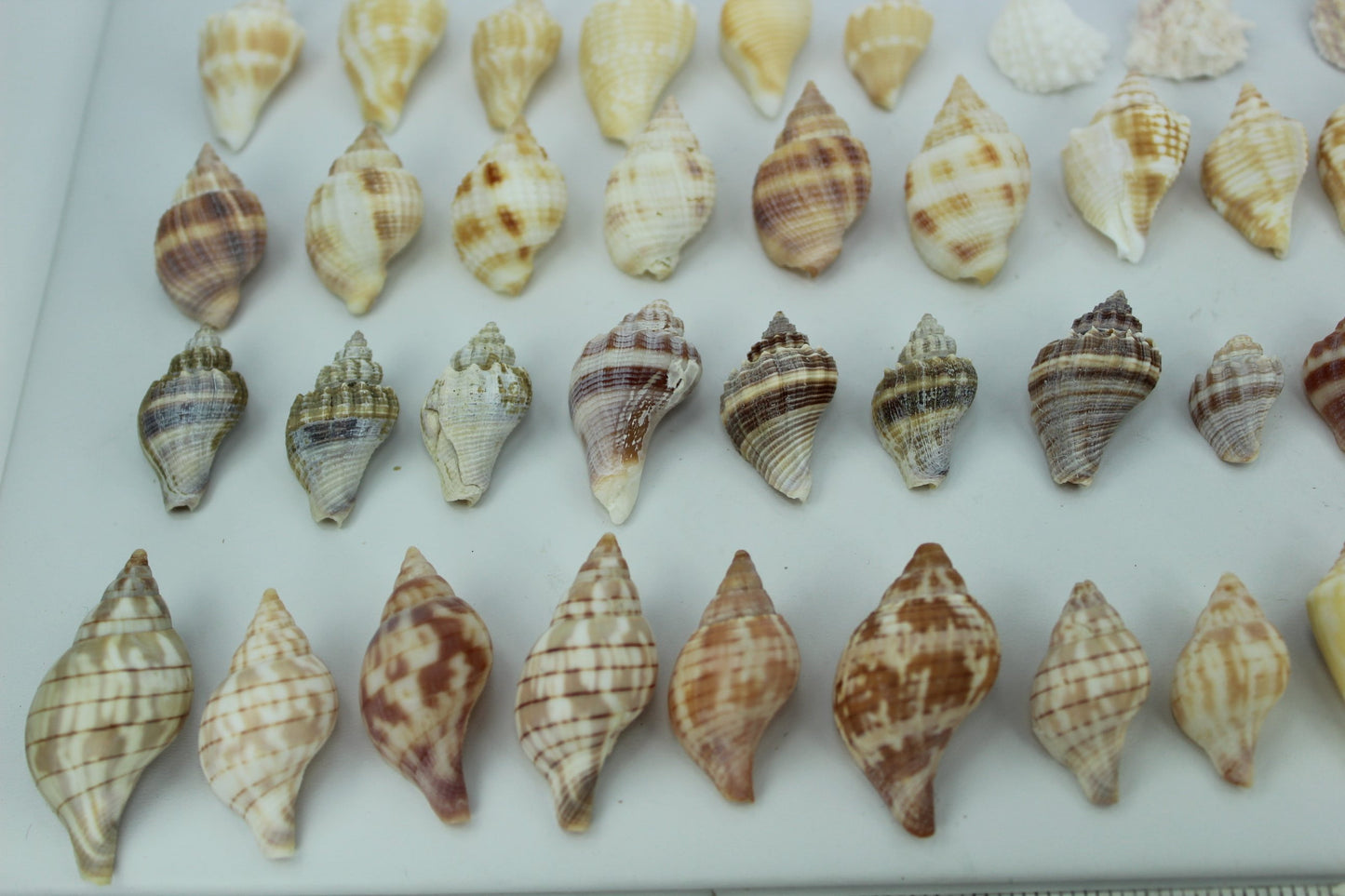 Florida Natural Shells 57 Mini Small Tulips Calico Whelks Wedding Jewelry Shell Art necklace