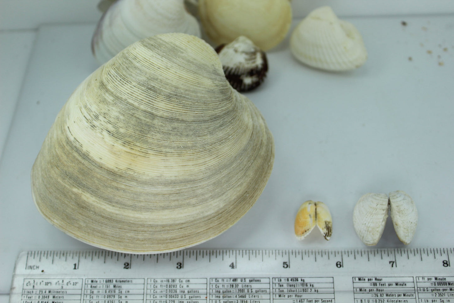 Florida Natural Shells Double Collection 7 for Crafts Wreath Mirror Beach Decor aquarium