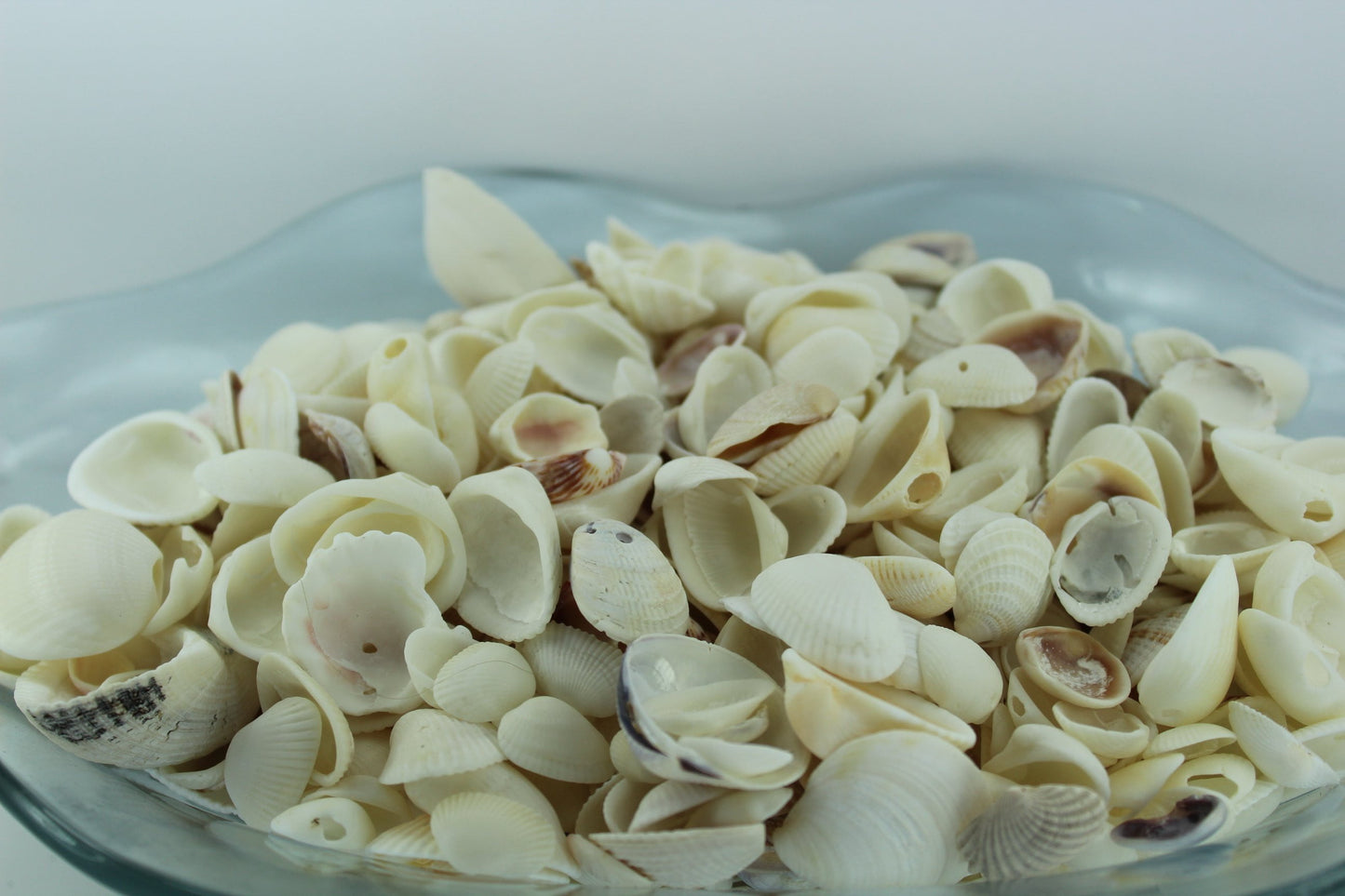 Florida Natural Shells Variety White Bulk 8 Cups Wedding Jewelry Shell Art sw florida