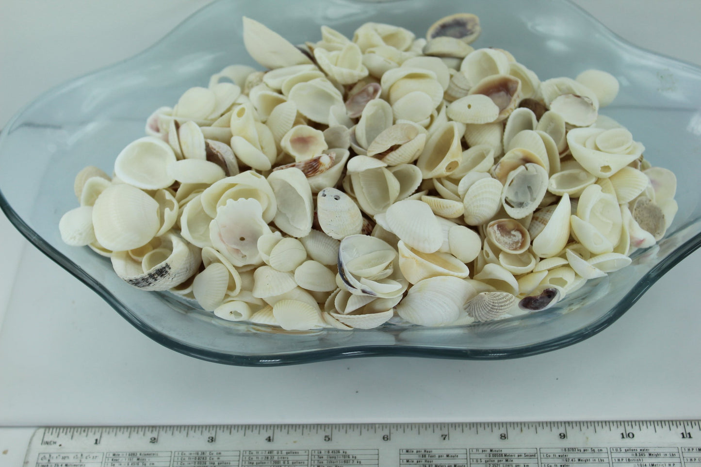 Florida Natural Shells Variety White Bulk 8 Cups Wedding Jewelry Shell Art 1 quart