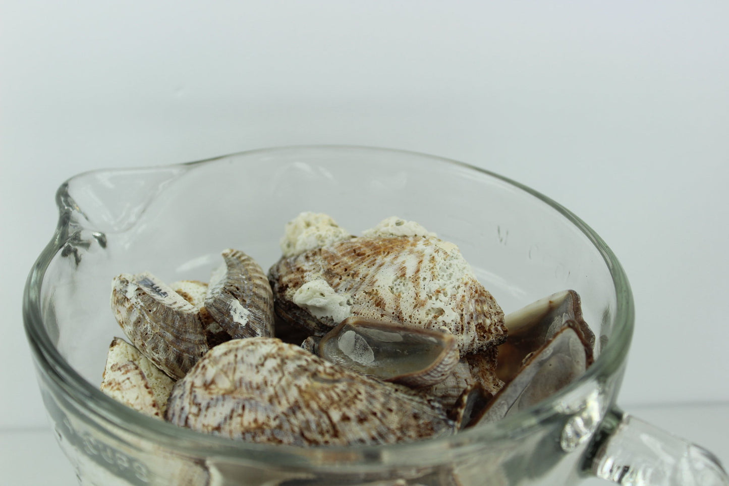 Florida Natural Shells Turkey Wings Uncleaned Bulk 4 Cups Crafts Jewelry Shell Art natural condition