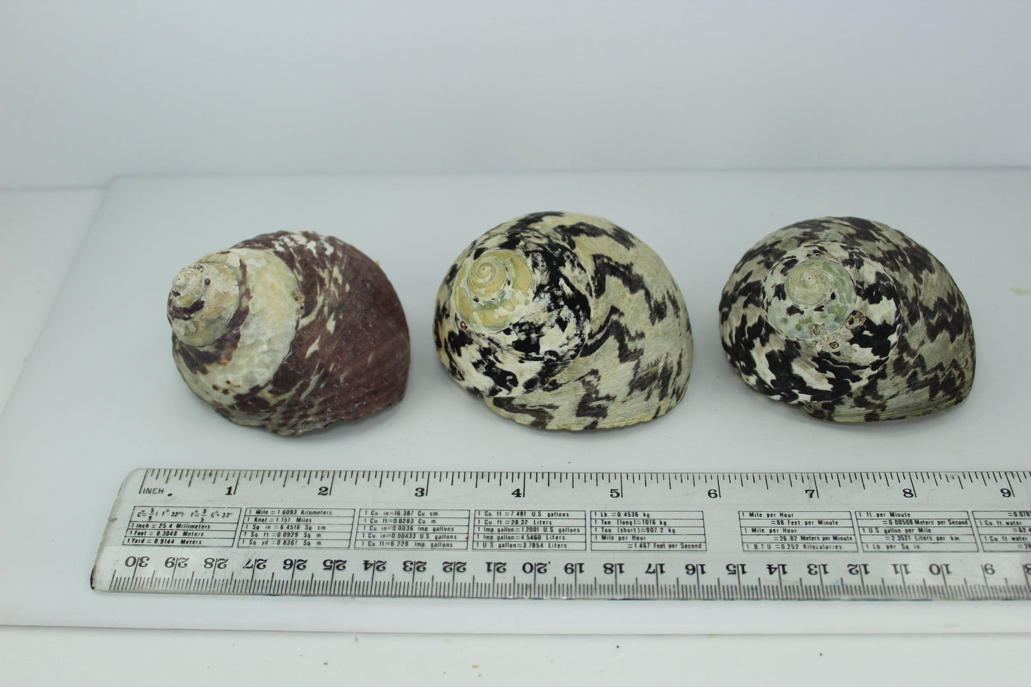 Florida 3 Vintage Turbo Magpie Natural Shells 3" 2 3/4" Operculums Estate Collection Shell Art Collectibles large