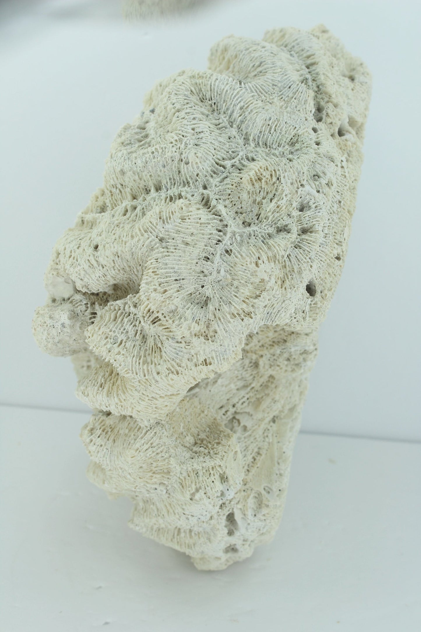 Natural Brain Coral Fossil Large 8 1/2" X 6" Heavy 3# Florida Estate Unusually Lovely Collectible decorator