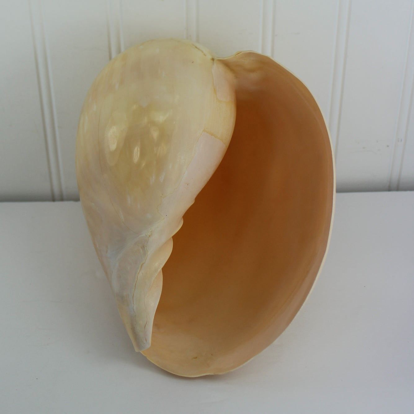 Tun Natural Seashell Large 8" Peach Color Display Specimen probably Bahamas originally