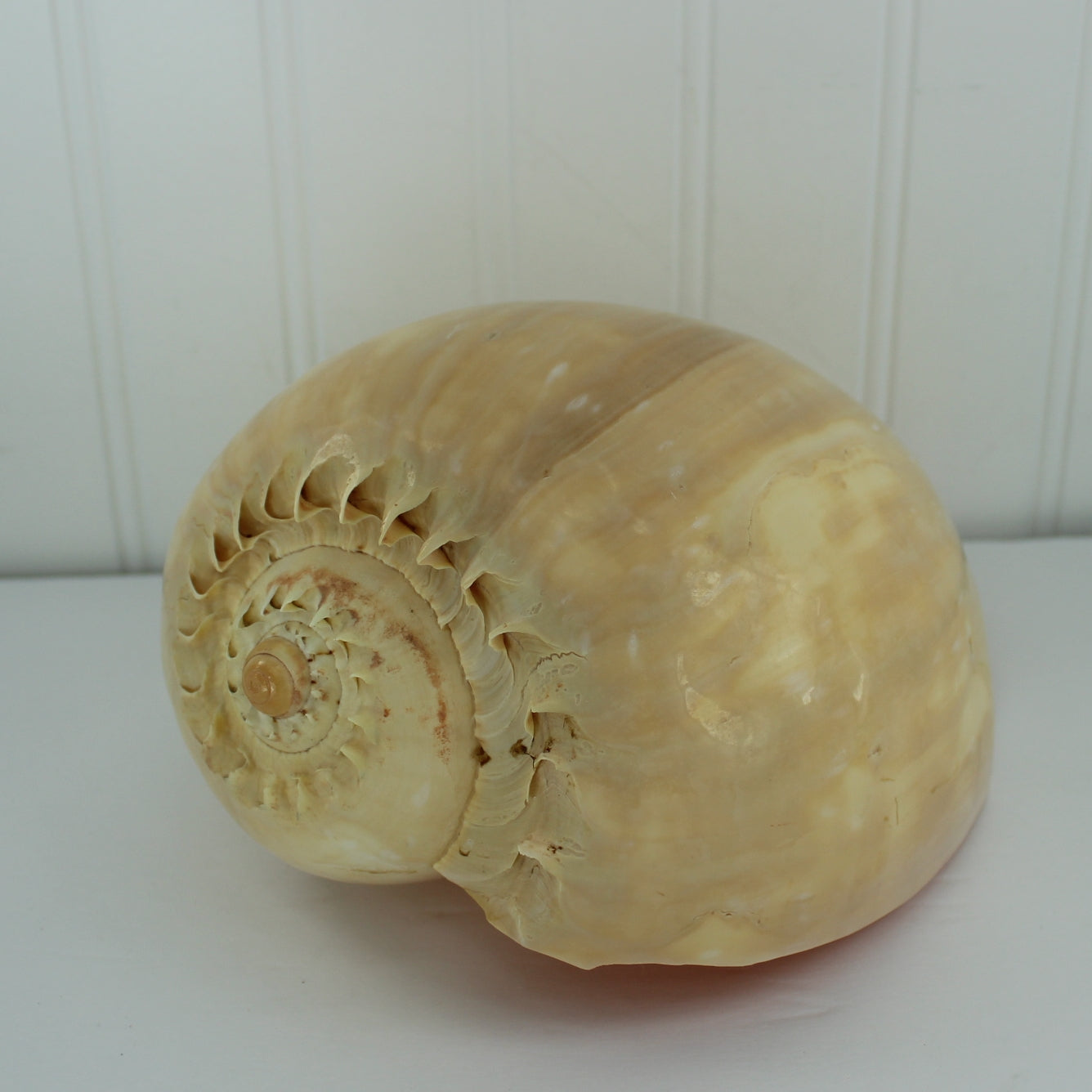 Tun Natural Seashell Large 8" Peach Color Display Specimen diy craft