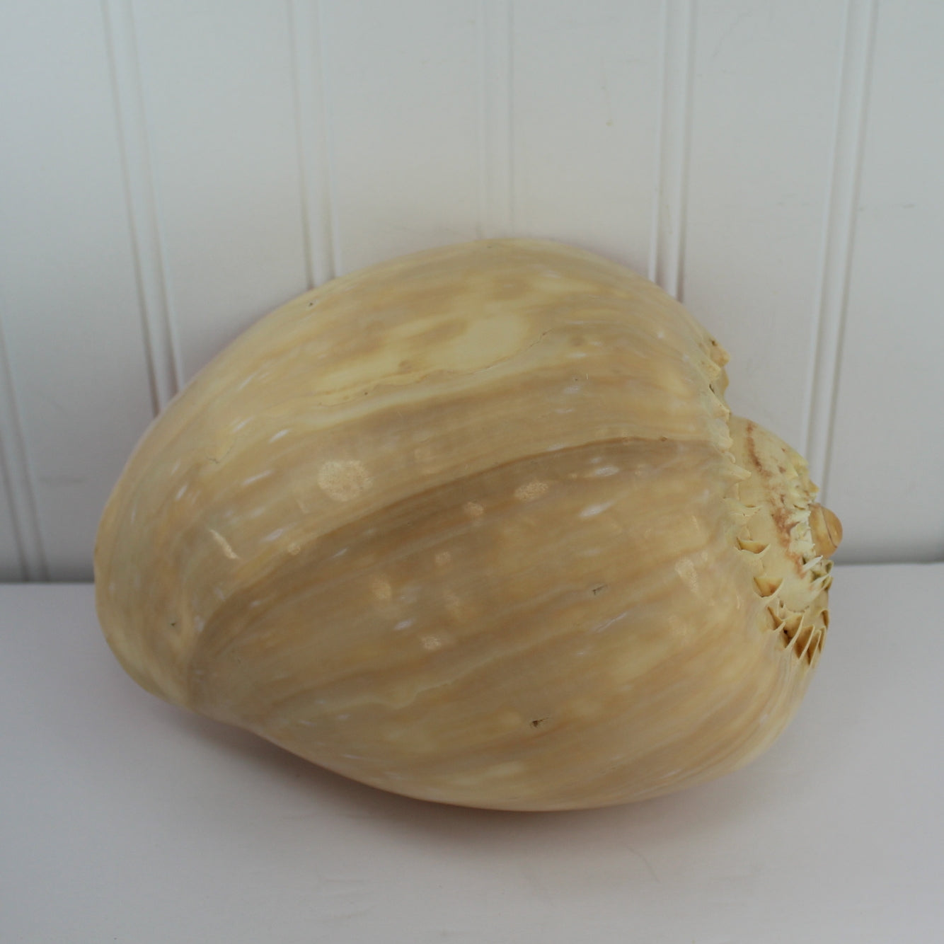 Tun Natural Seashell Large 8" Peach Color Display Specimen serene lovly coloring