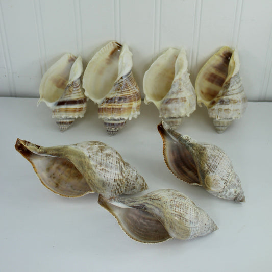 King Crown Conch & Tulips Lot Loose Seashells - Collection Natural Vintage Estate Crafts Shell Art  Display