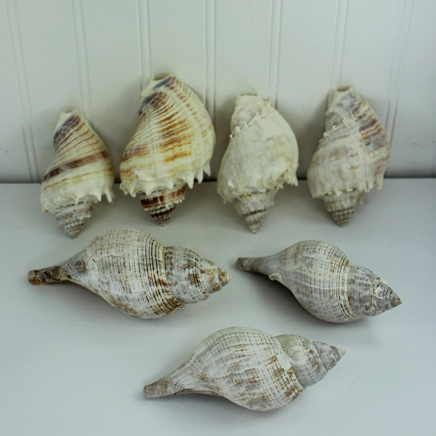 King Crown Conch & Tulips Lot Loose Seashells - Collection Natural Vintage Estate Crafts Shell Art Display larch natural shells