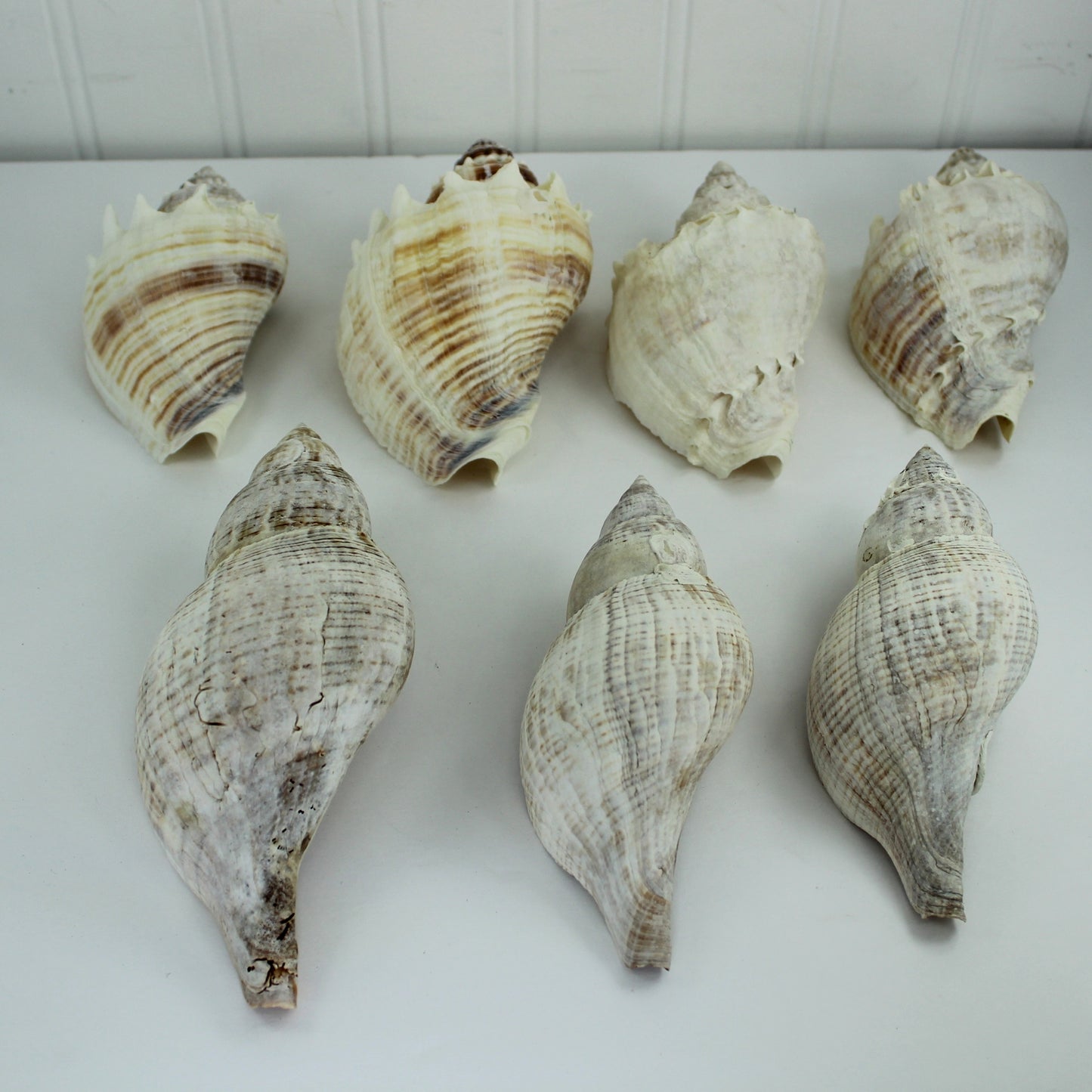 King Crown Conch & Tulips Lot Loose Seashells - Collection Natural Vintage Estate Crafts Shell Art Display condition natural from elements