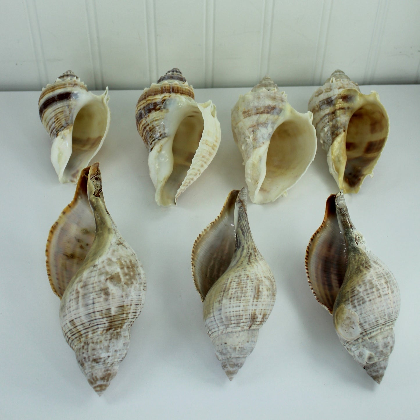 King Crown Conch & Tulips Lot Loose Seashells - Collection Natural Vintage Estate Crafts Shell Art Display large tulip shells