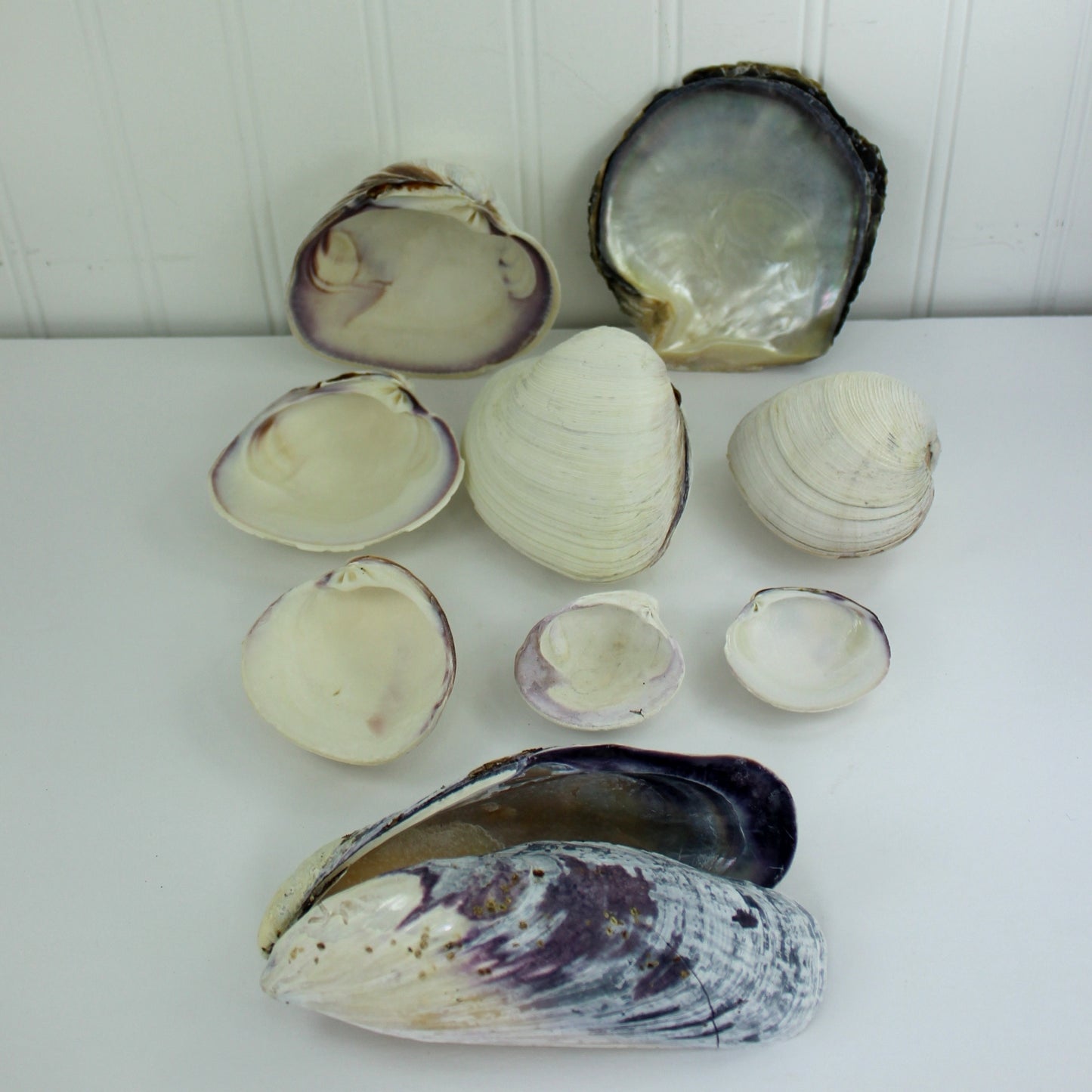 Natural Clam Oyster Shells Lot 9 Loose Seashells - Vtg Singles Doubles Craft Shell Art Display