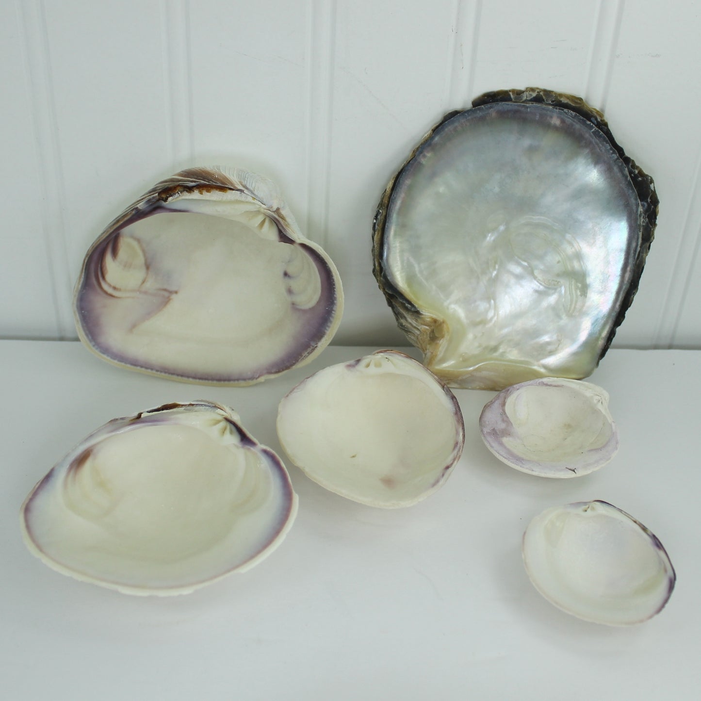 Natural Clam Oyster Shells Lot 9 Loose Seashells - Vtg Singles Doubles Craft Shell Art Display single clamshells