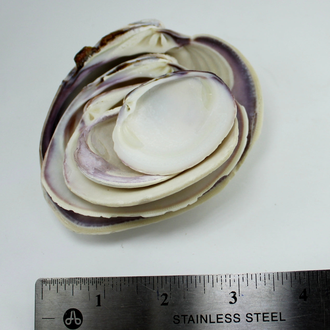 Natural Clam Oyster Shells Lot 9 Loose Seashells - Vtg Singles Doubles Craft Shell Art Display long oyster mussel shell