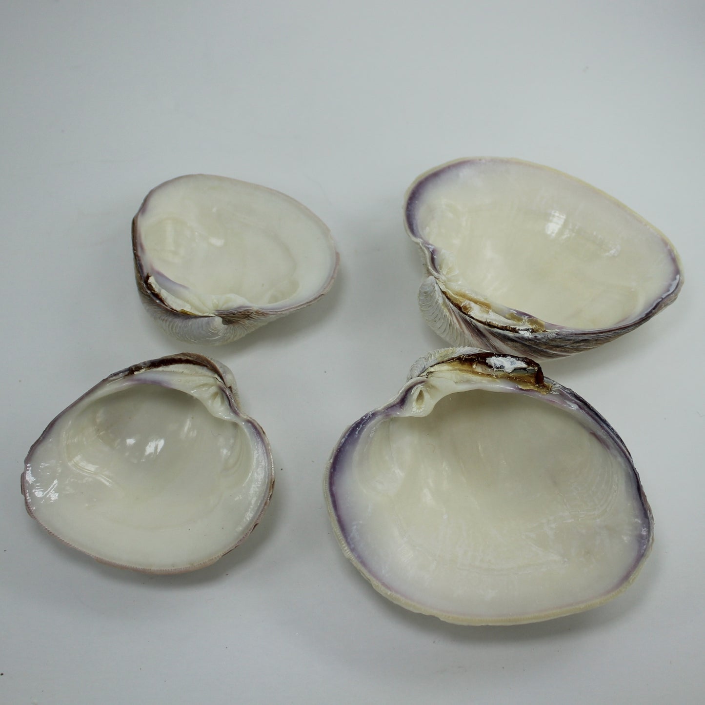 Natural Clam Oyster Shells Lot 9 Loose Seashells - Vtg Singles Doubles Craft Shell Art Display double clam shells
