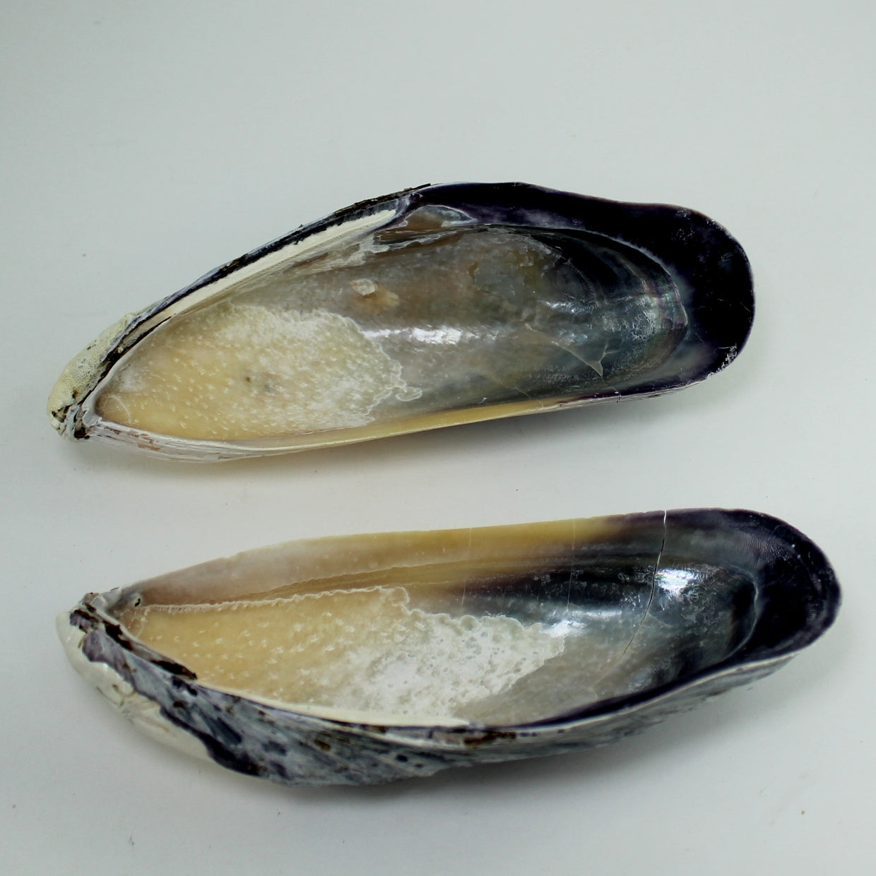 Natural Clam Oyster Shells Lot 9 Loose Seashells - Vtg Singles Doubles Craft Shell Art Display mother of pearl shells
