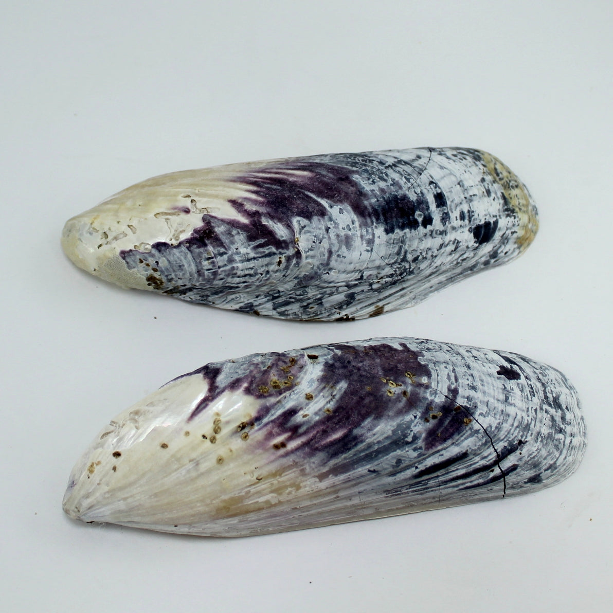 Natural Clam Oyster Shells Lot 9 Loose Seashells - Vtg Singles Doubles Craft Shell Art Display MOP shells
