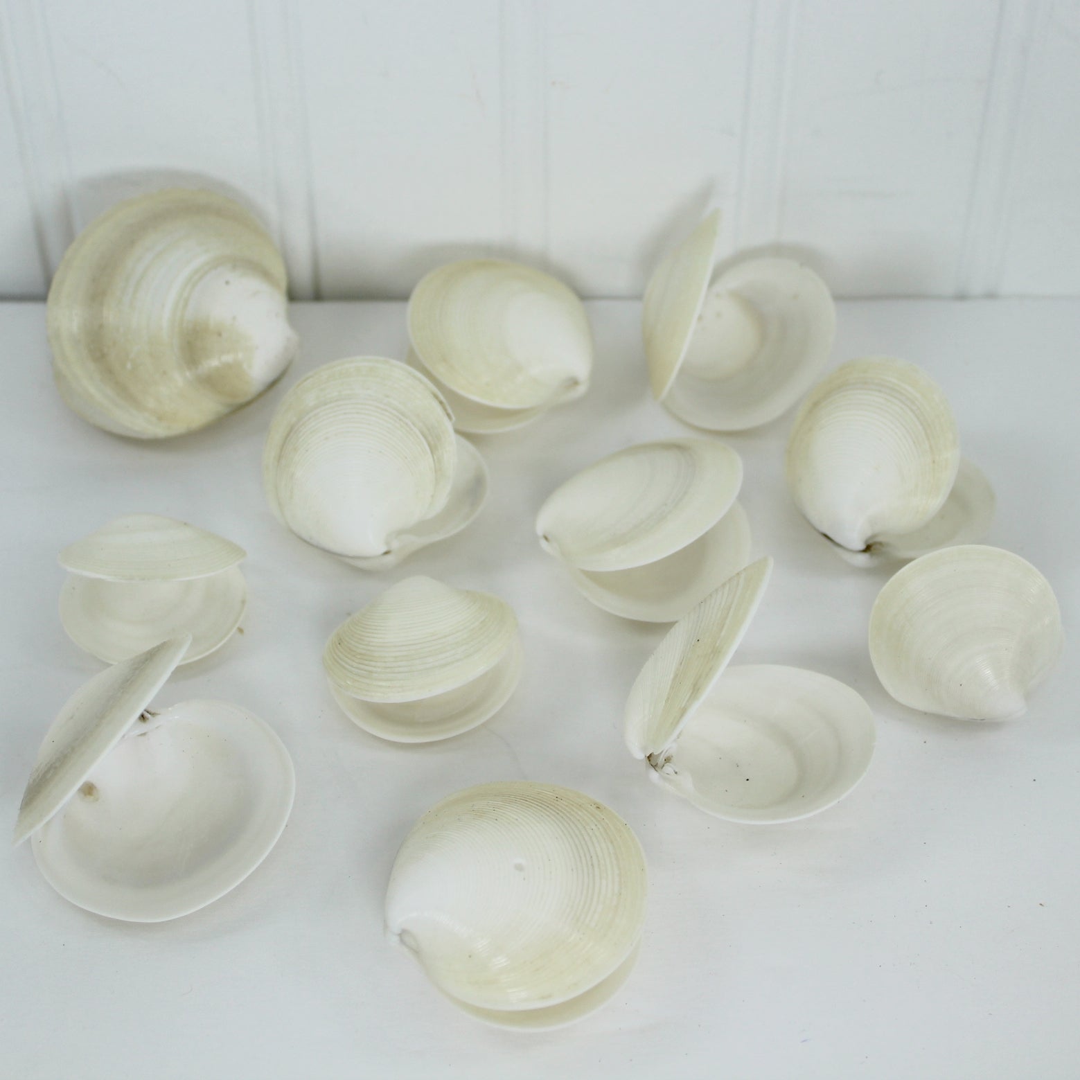 clam shells for sale 