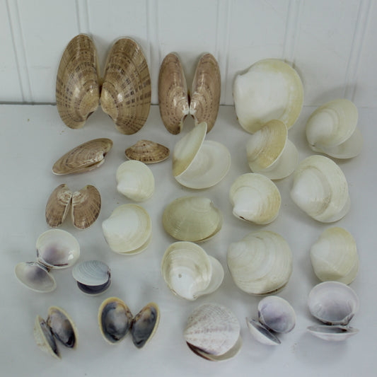 Natural Double Pairs Shells Variety Clams Dosinia Sunray Venus Loose Seashells DIY Craft Shell Art Decor