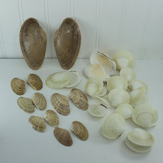 Natural Double Pairs Shells Variety Clams Dosinia Sunray Venus DIY Craft Shell Art Decor