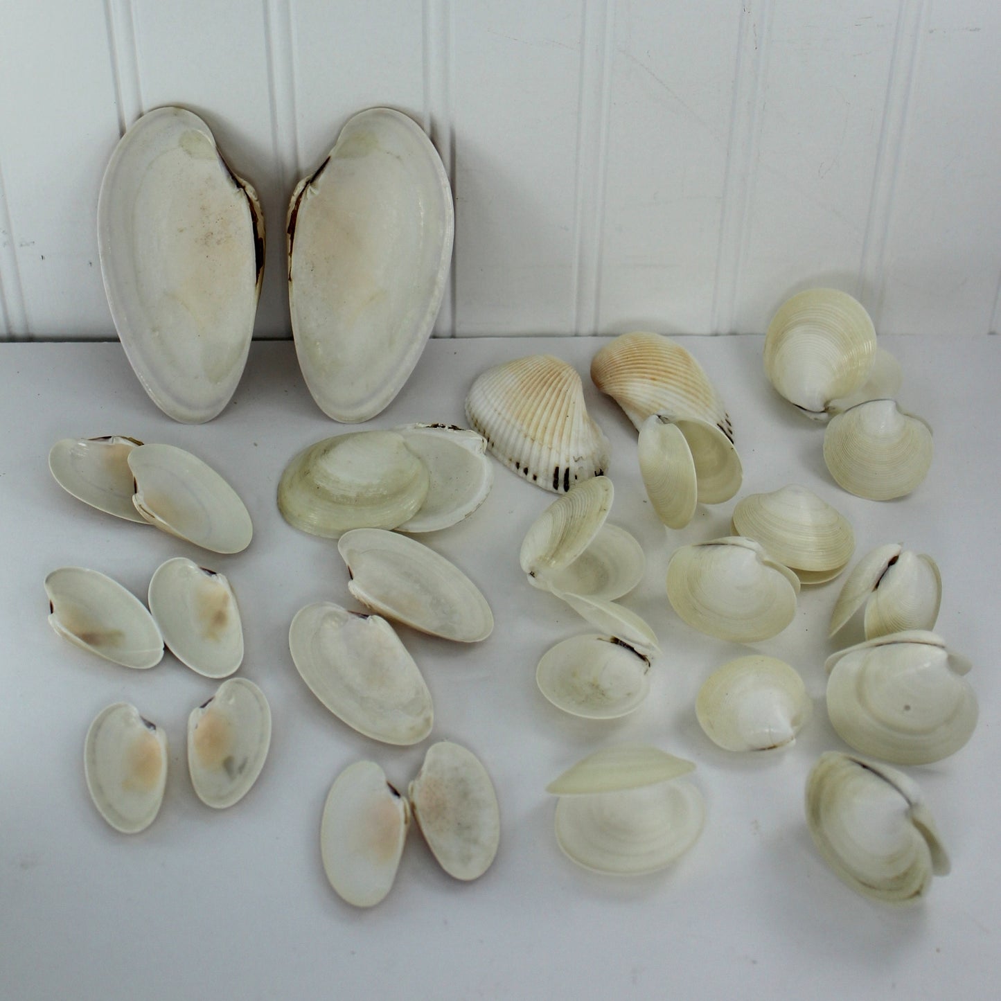 Natural Double Pairs Shells Variety Clams Dosinia Sunray Venus DIY Craft Shell Art Decor reverse view of shells