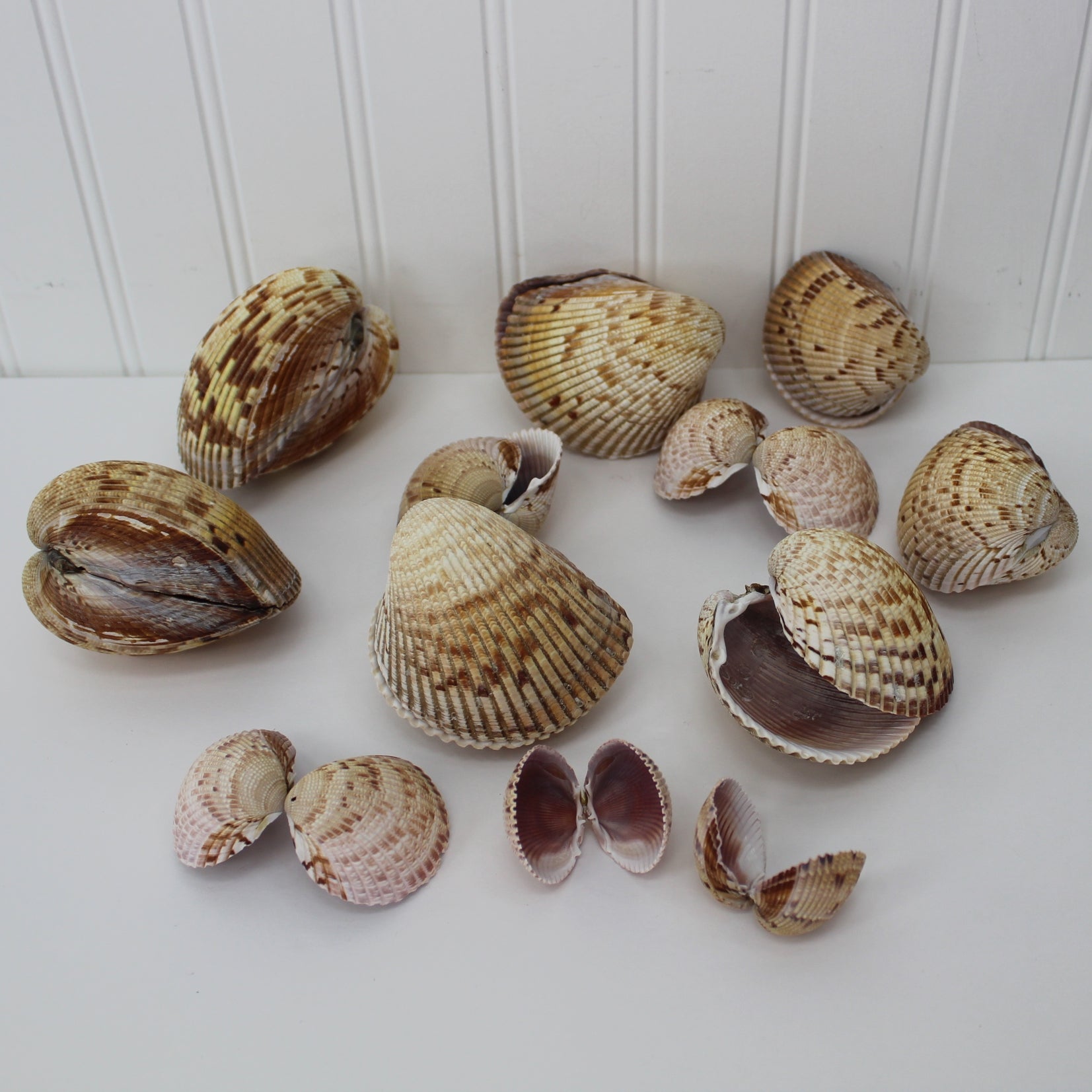 Lot set Of Sea Shells for decoration, natural