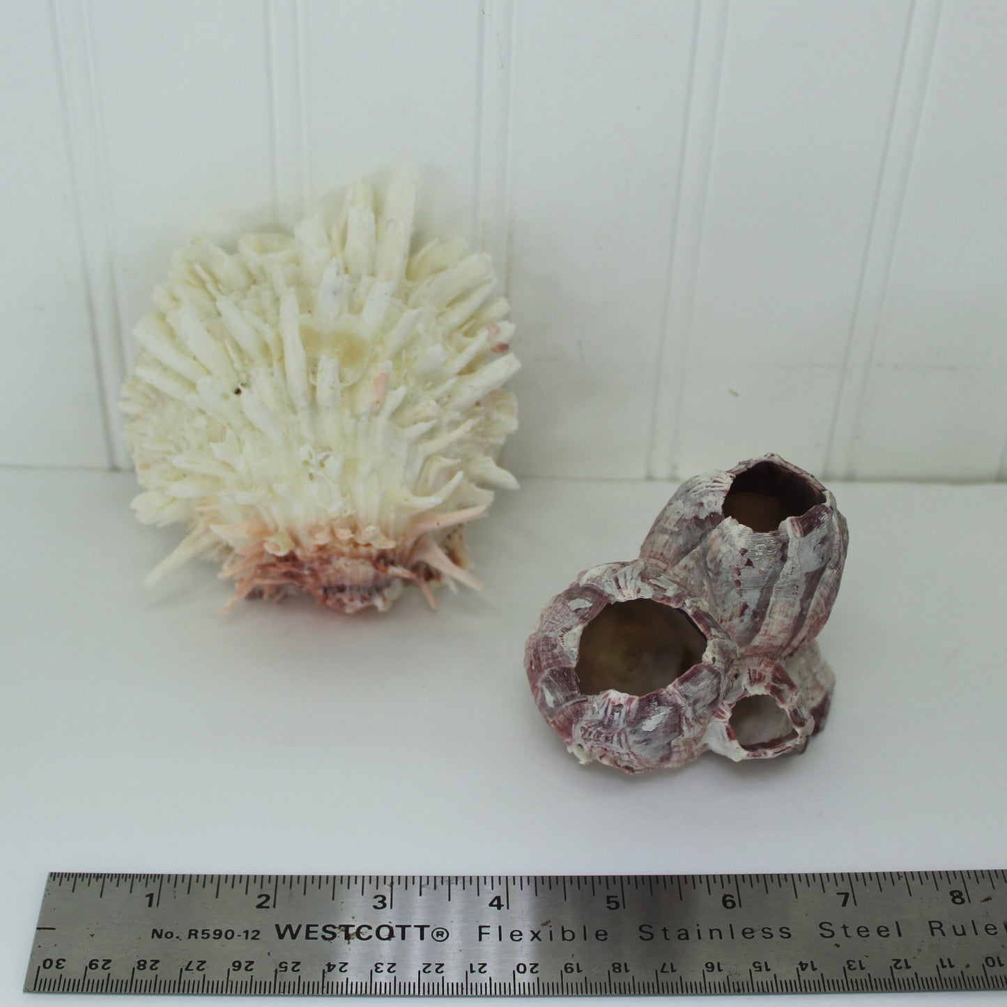 Natural Spiny Jewel Box Seashell Large Cluster Brnacles DIY Crafts Shell
