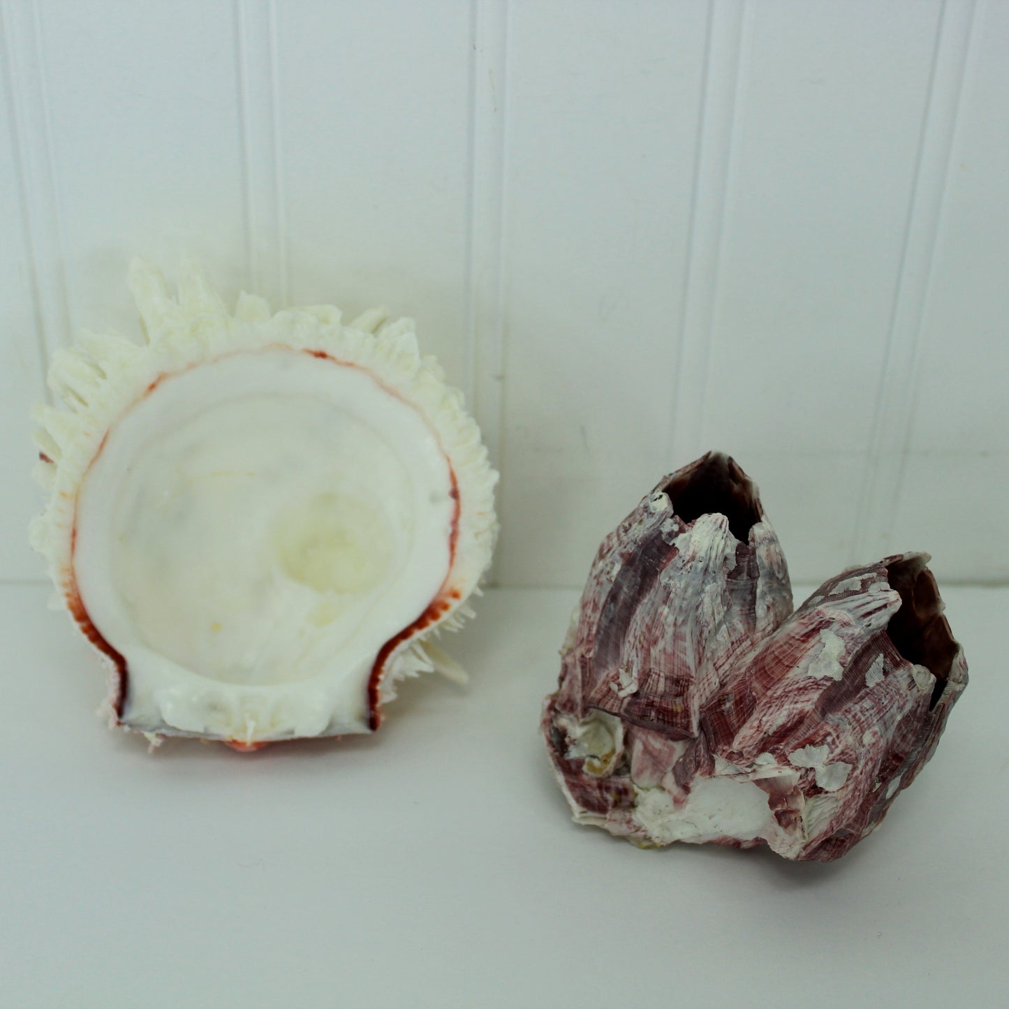 Natural Spiny Jewel Box Seashell Large Cluster Brnacles DIY Crafts Shell DIY shells for crafts