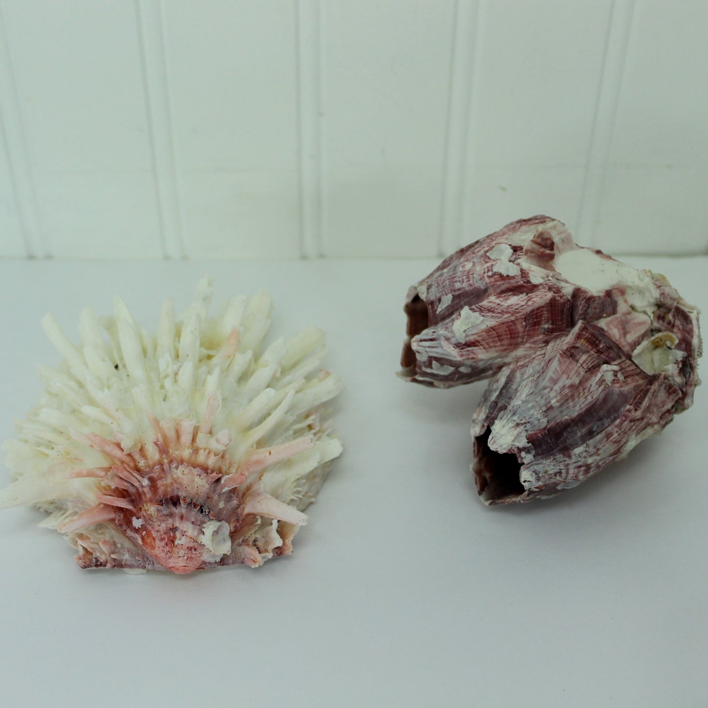 Natural Spiny Jewel Box Seashell Large Cluster Brnacles DIY Crafts Shell colorful aquarium shells