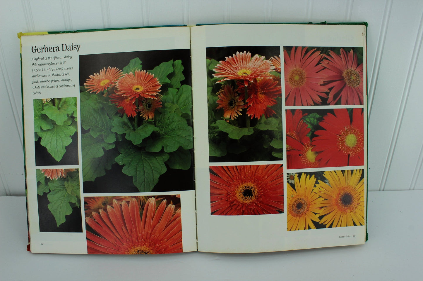 Gary Greene Artist's Photo Reference Flowers 500+ Photos & How To gerbera daisy photos