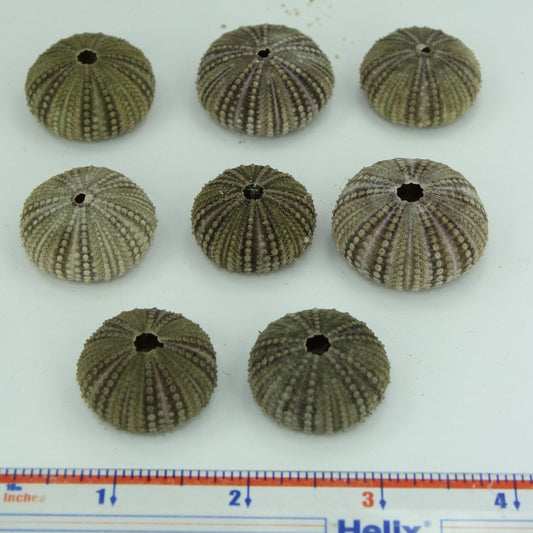 Florida Natural 8 Baby Sea Urchins Estate Collection Jewelry Shell Art Collectibles small