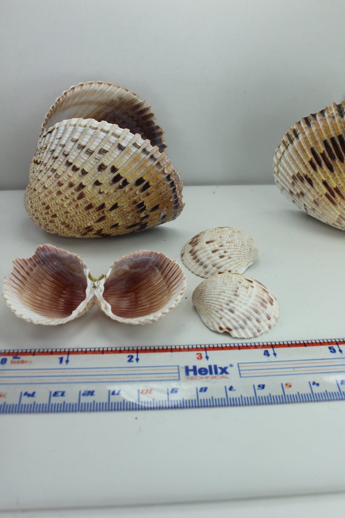 Florida Natural Shells Double Cockles Collection 7 Colorful Crafts Wreath Mirror Beach Decor gulf mexico