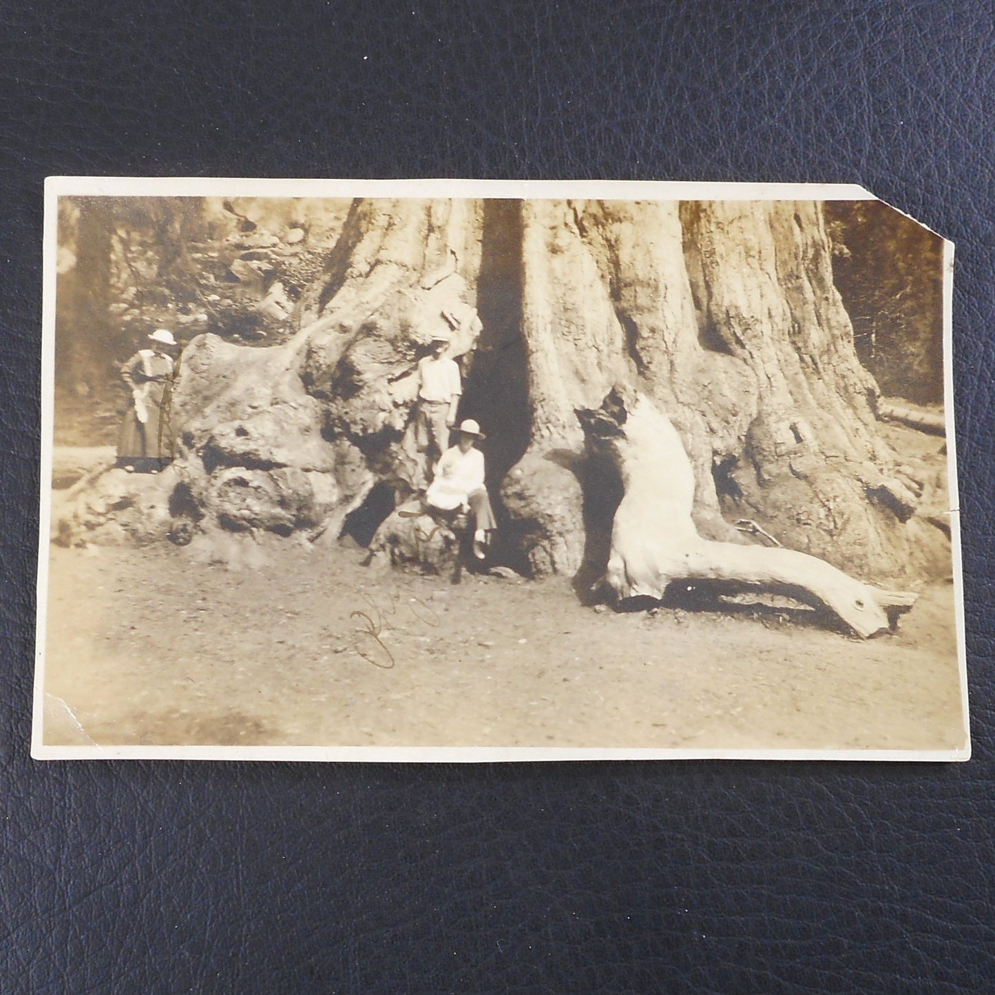 General Grant Tree 1917 Photo with Park Attendance Information