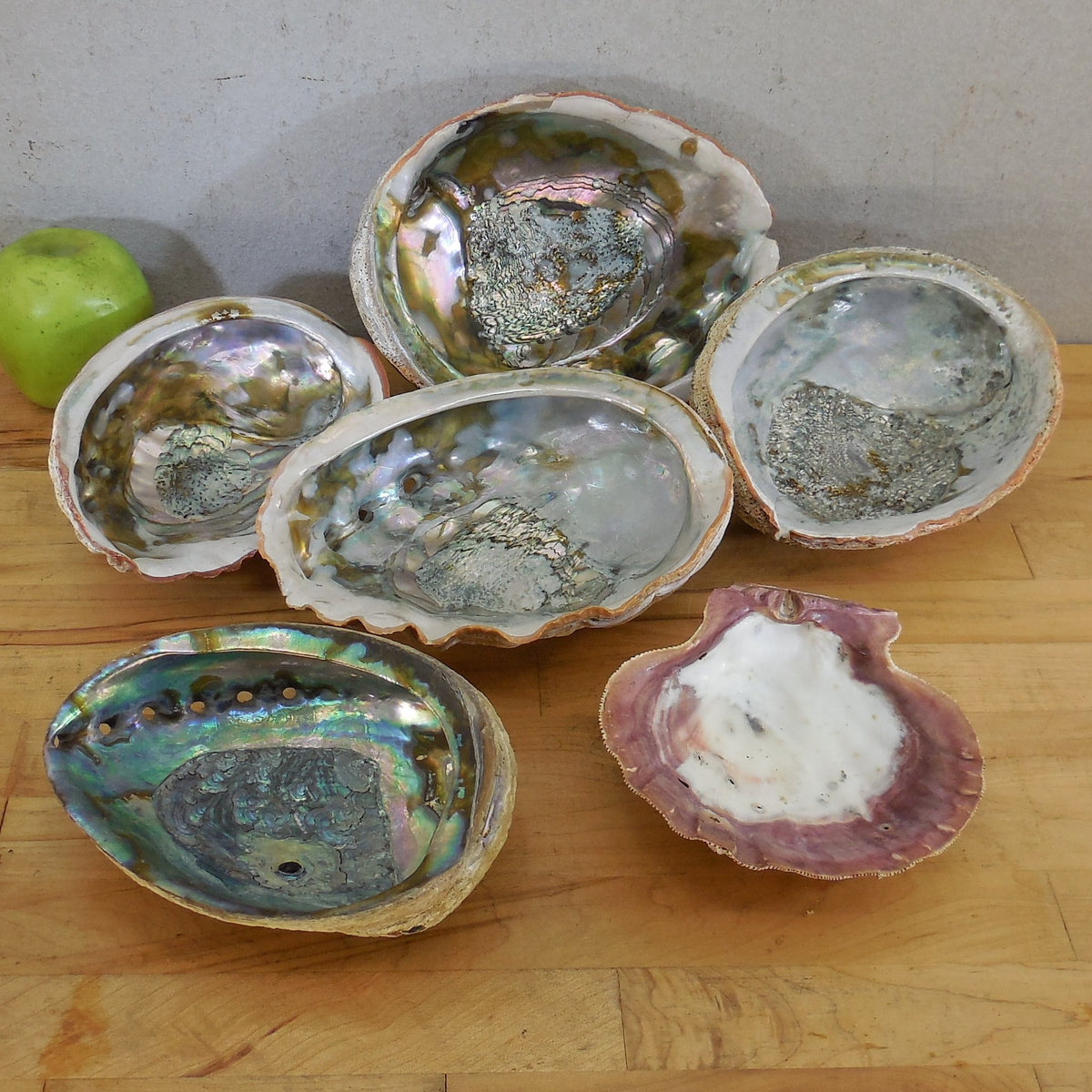 Estate Lot 5 Large Natural Abalone Shells 6.75-8" & 1 Lions Paw