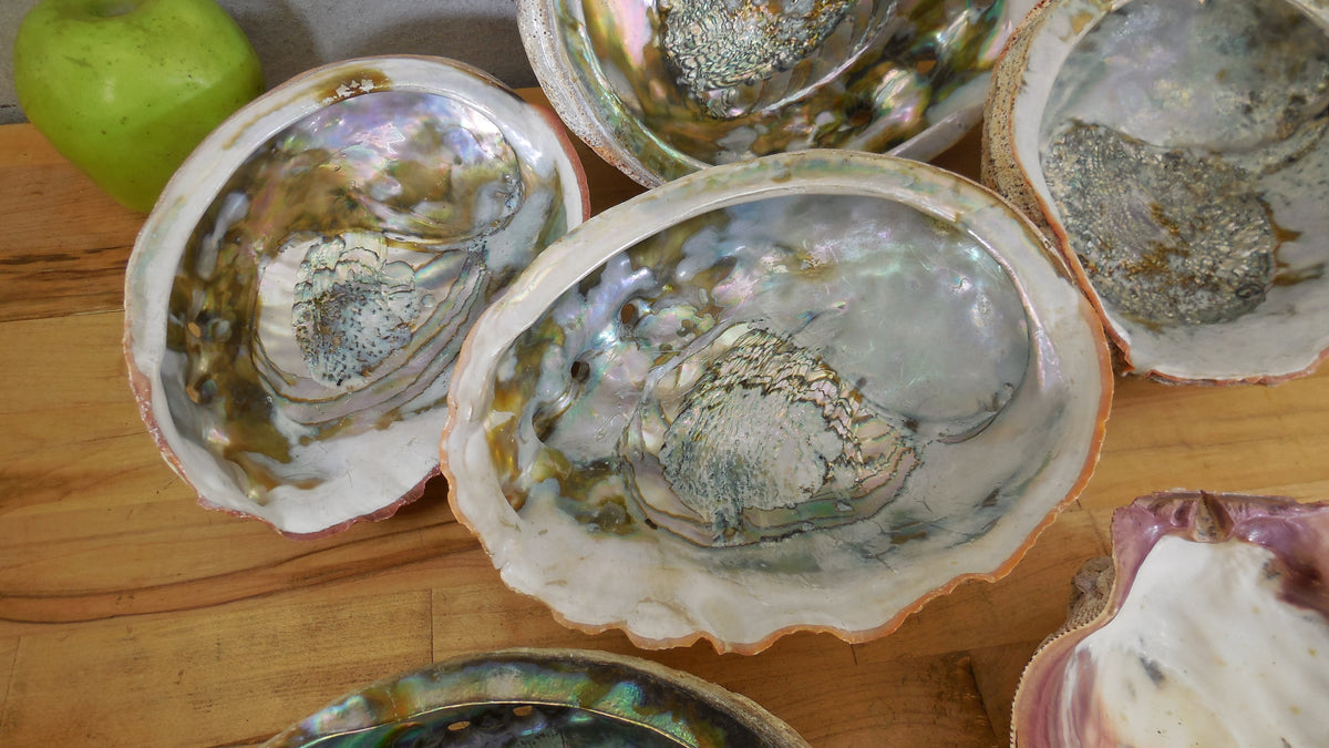 Estate Lot 5 Large Natural Abalone Shells 6.75-8" & 1 Lions Paw