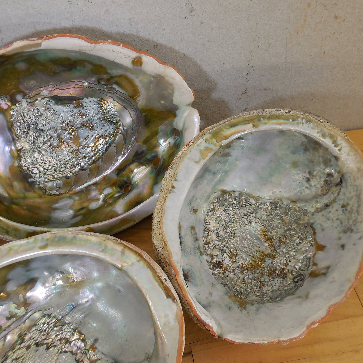 Estate Lot 5 Large Natural Abalone Shells 6.75-8" & 1 Lions Paw