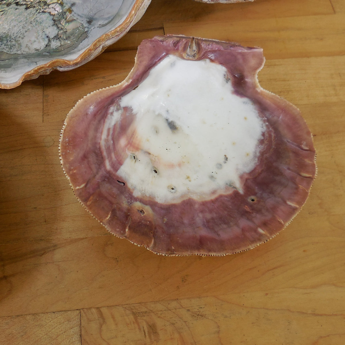 Estate Lot 5 Large Natural Abalone Shells 6.75-8" & 1 Lions Paw
