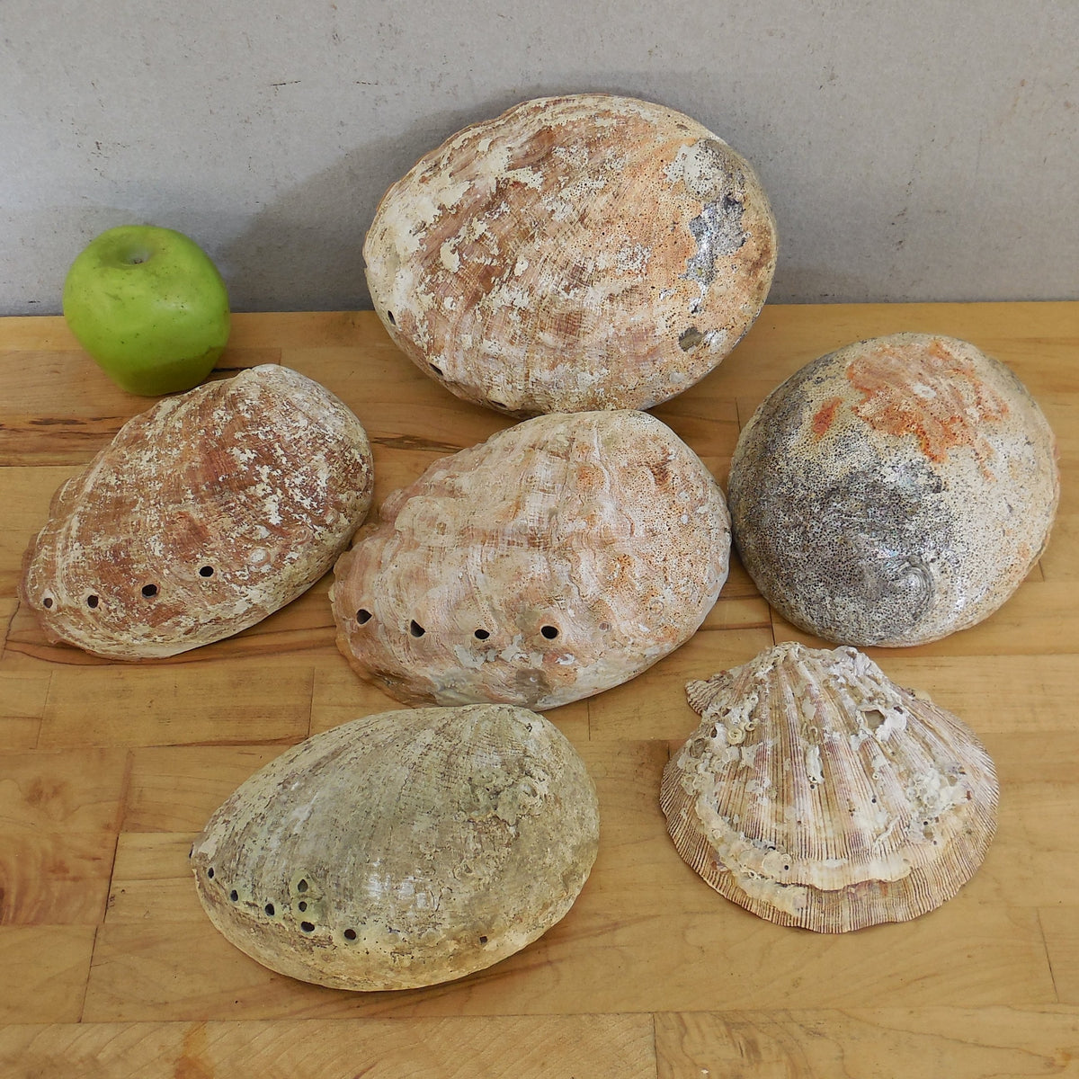 Estate Lot 5 Large Natural Abalone Shells 6.75-8" & 1 Lions Paw