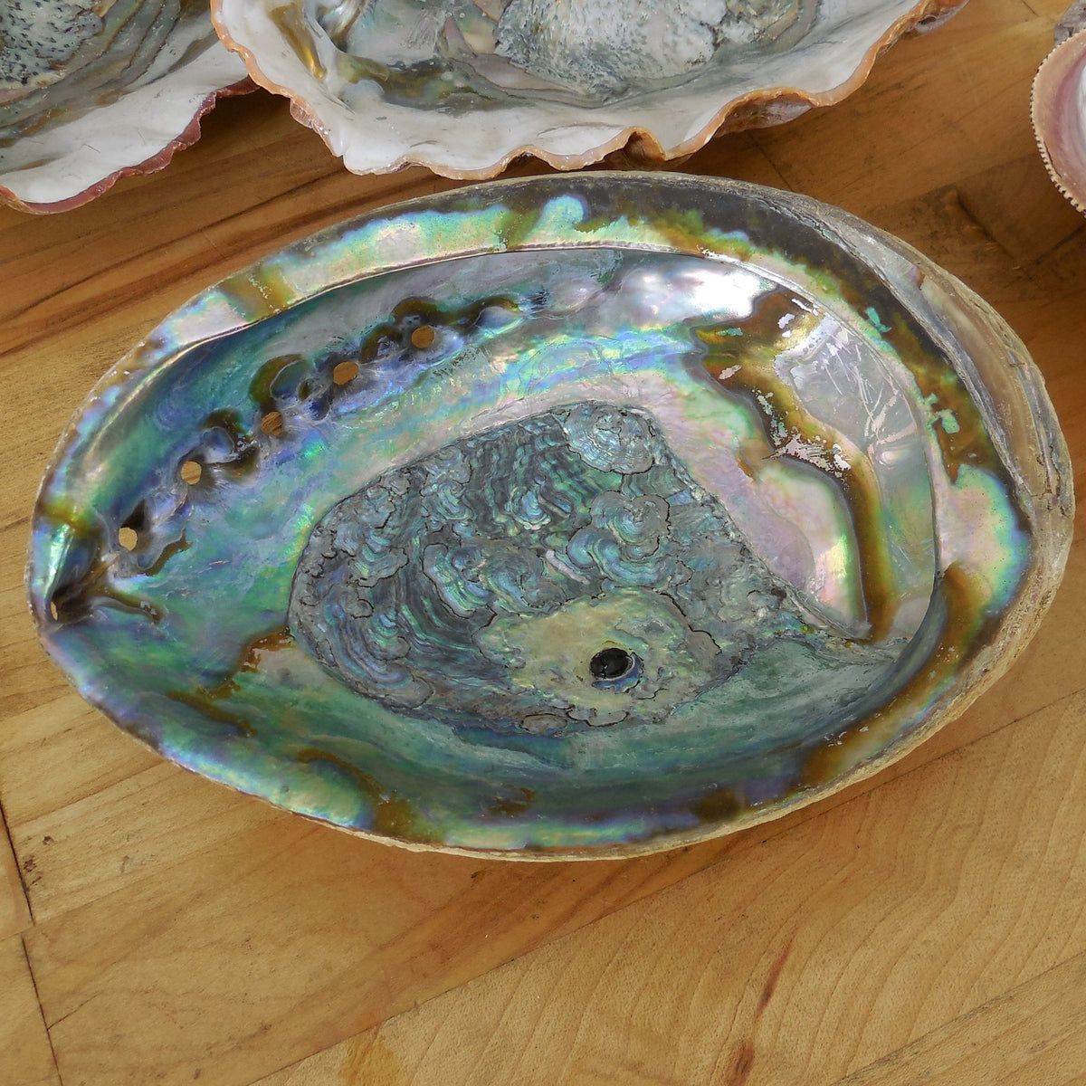 Estate Lot 5 Large Natural Abalone Shells 6.75-8" & 1 Lions Paw Red