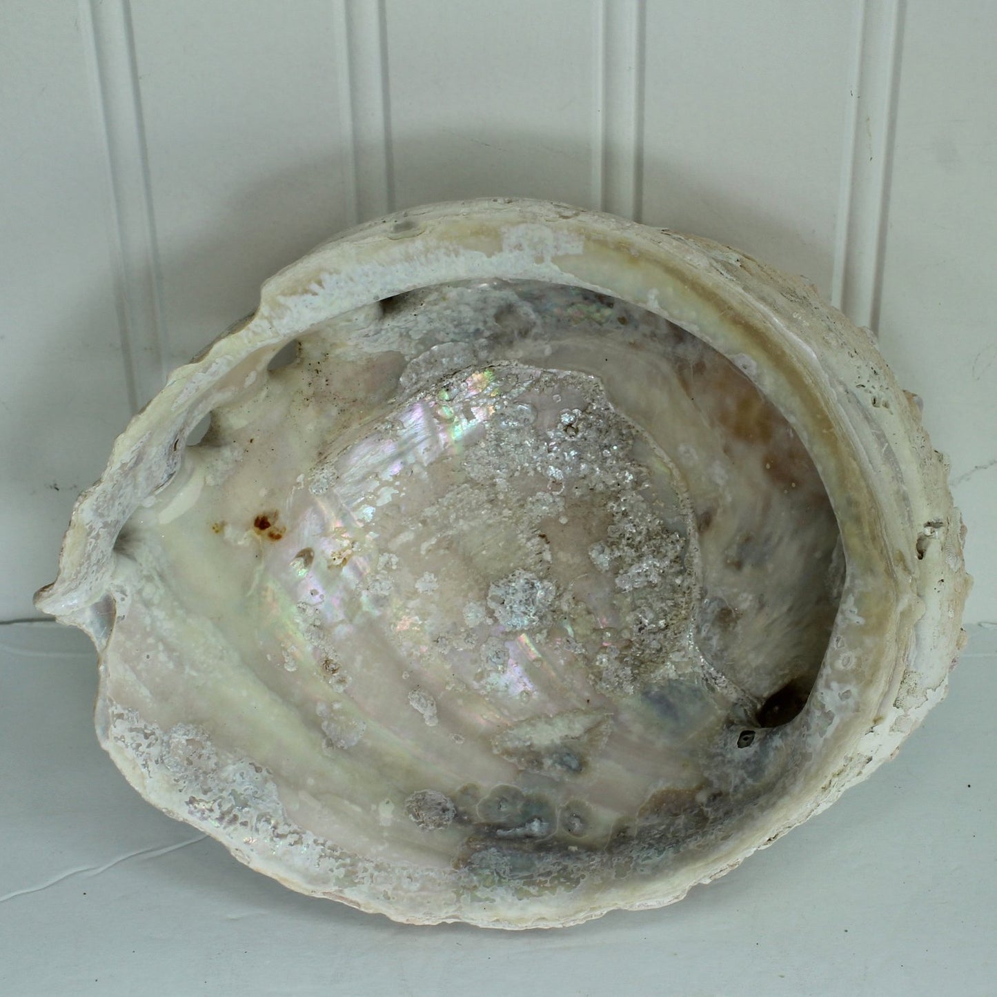 Natural Abalone 2 Shells Old Collection Shell Art Collectibles inside larger 7"