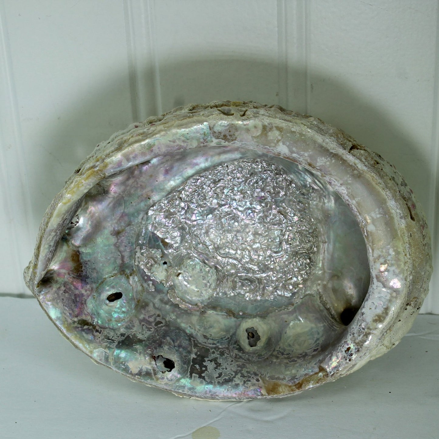 Natural Abalone 2 Shells Old Collection Shell Art Collectibles inside smaller